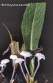 Hemimycena candida-amf1323